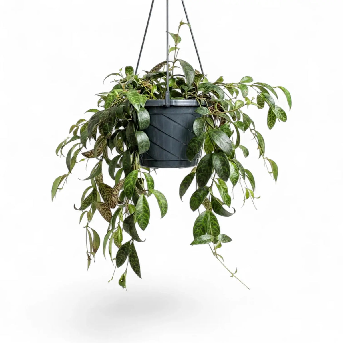 Aeschynanthus marmoratus plant in a nursery pot.
