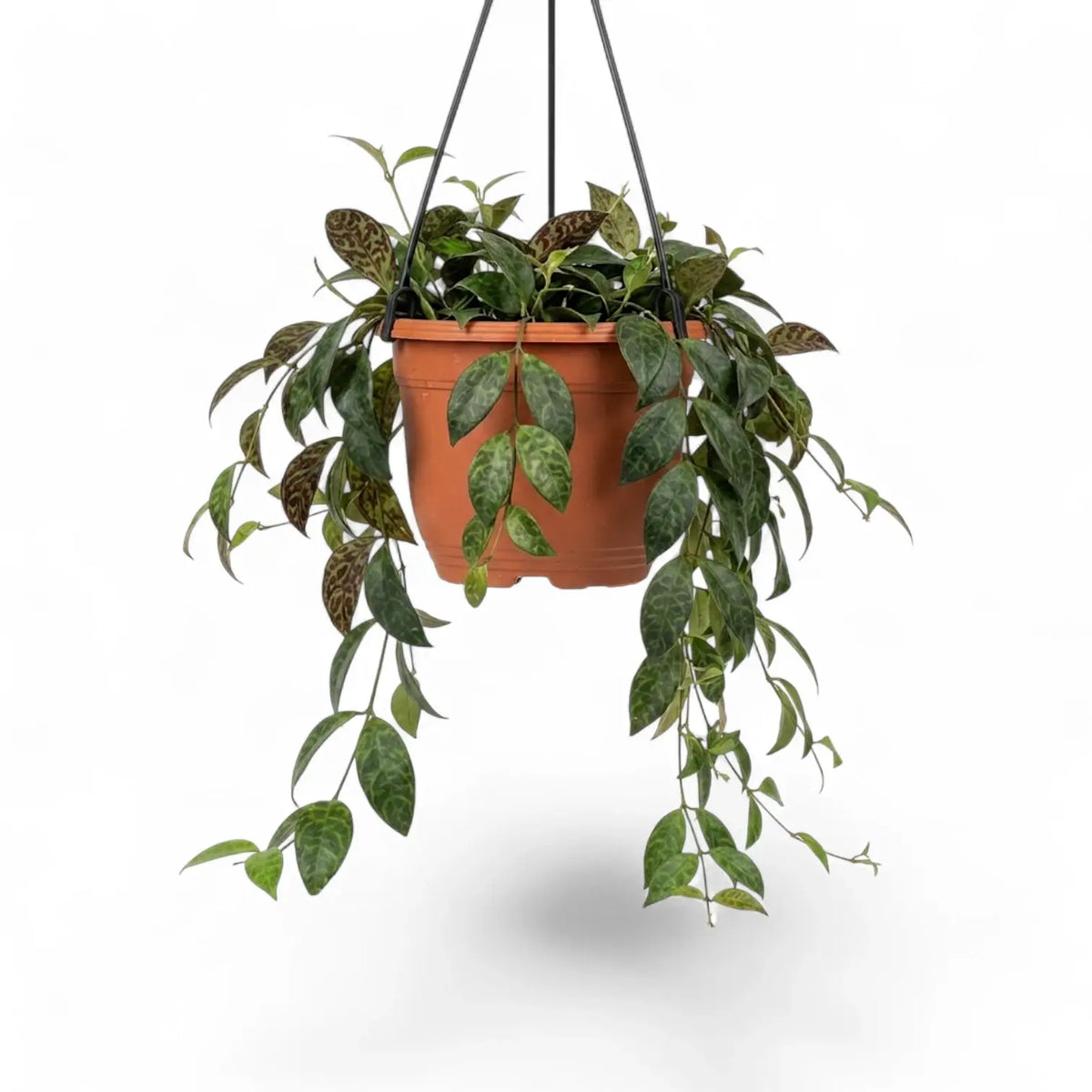 Aeschynanthus marmoratus plant in a nursery pot.