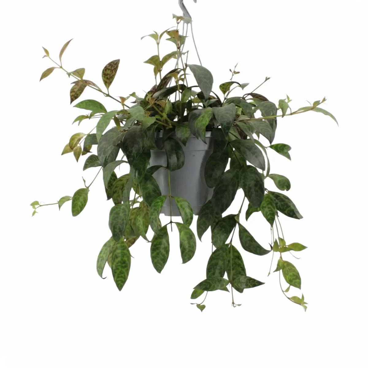 Aeschynanthus marmoratus plant in a nursery pot.