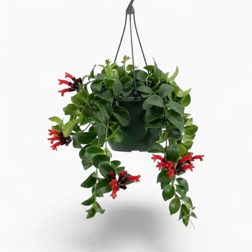 Aeschynanthus ‘Mona Lisa’ trailing plant with glossy green foliage