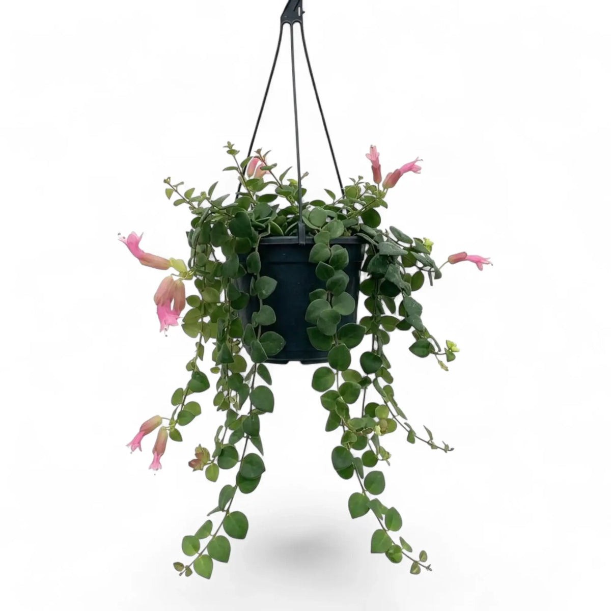 Aeschynanthus ‘Pink Polka’ with multiple trailing stems carrying paired rounded green leaves