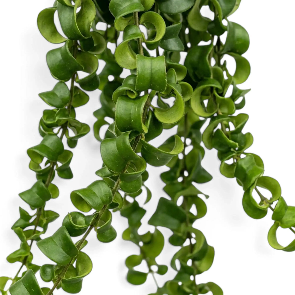 Close-up of Aeschynanthus ‘Rasta’ curled green leaves