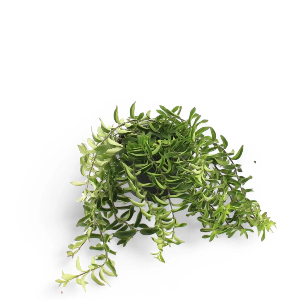 Aeschynanthus 'Twister' potted plant in nursery pot on white background.