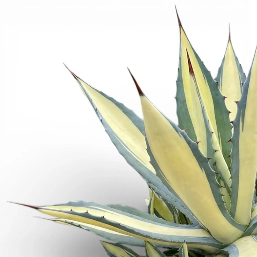 Agave americana Mediopicta Alba - close up of of creamy variegated rosette on a white backroud.