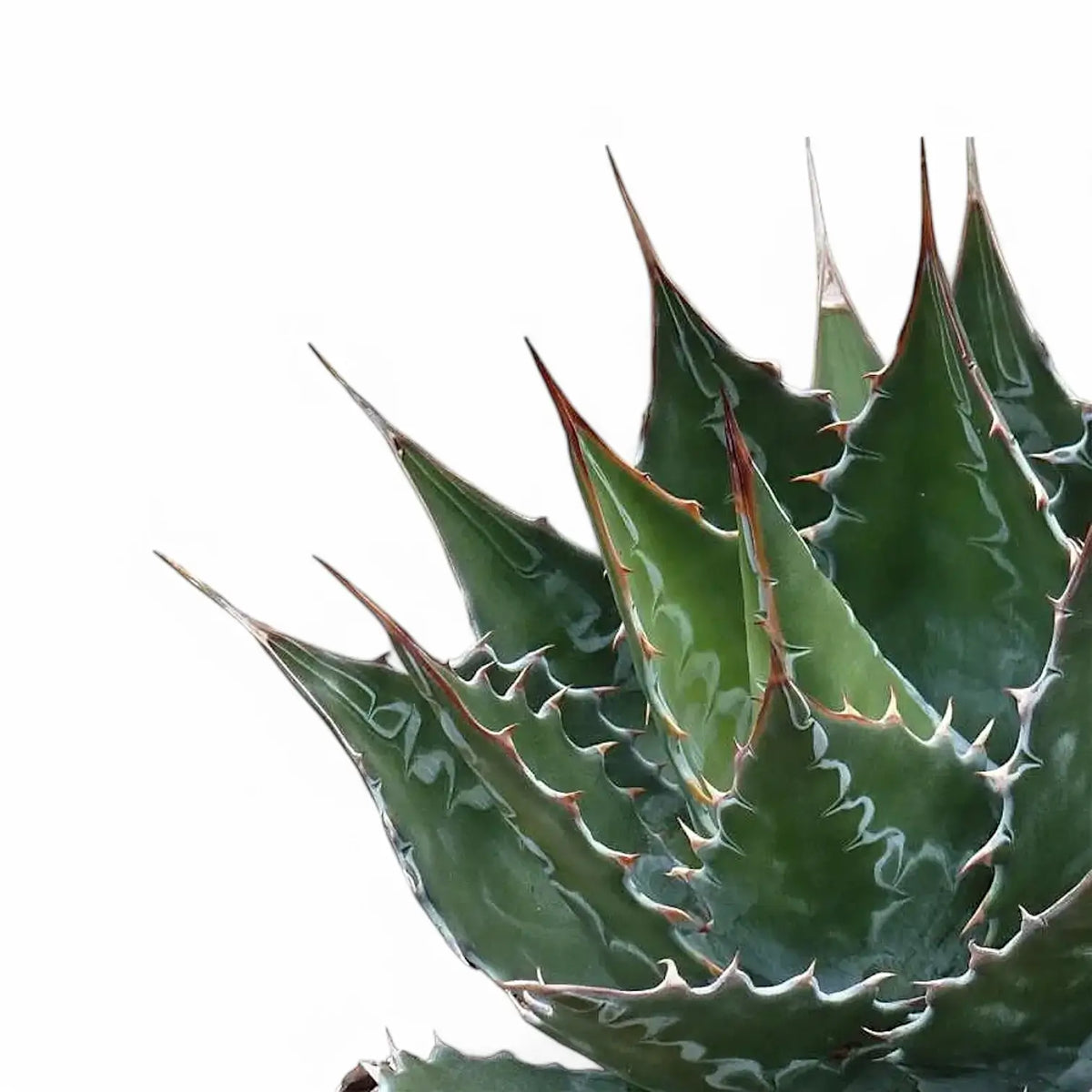 Agave montana – Blattdetail vor weißem Hintergrund..