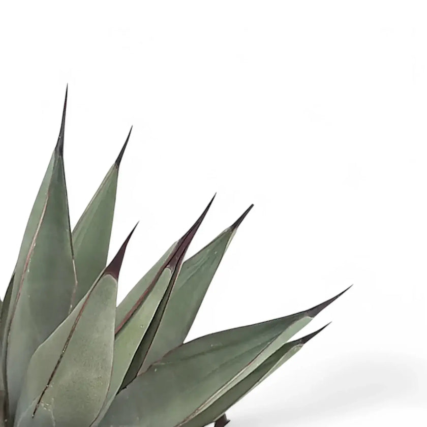 Agave 'Nigra' close-up of leaf on white background.
