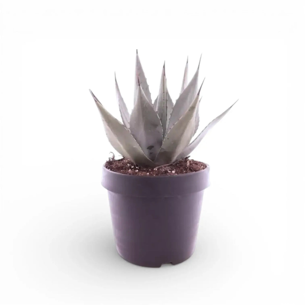 Agave neomexicana potted plant in nursery pot on white background.