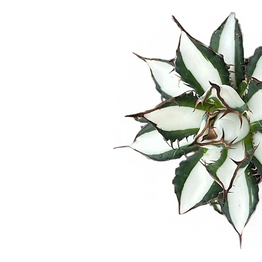 Agave 'Peace Revolution' close-up of leaf on white background.