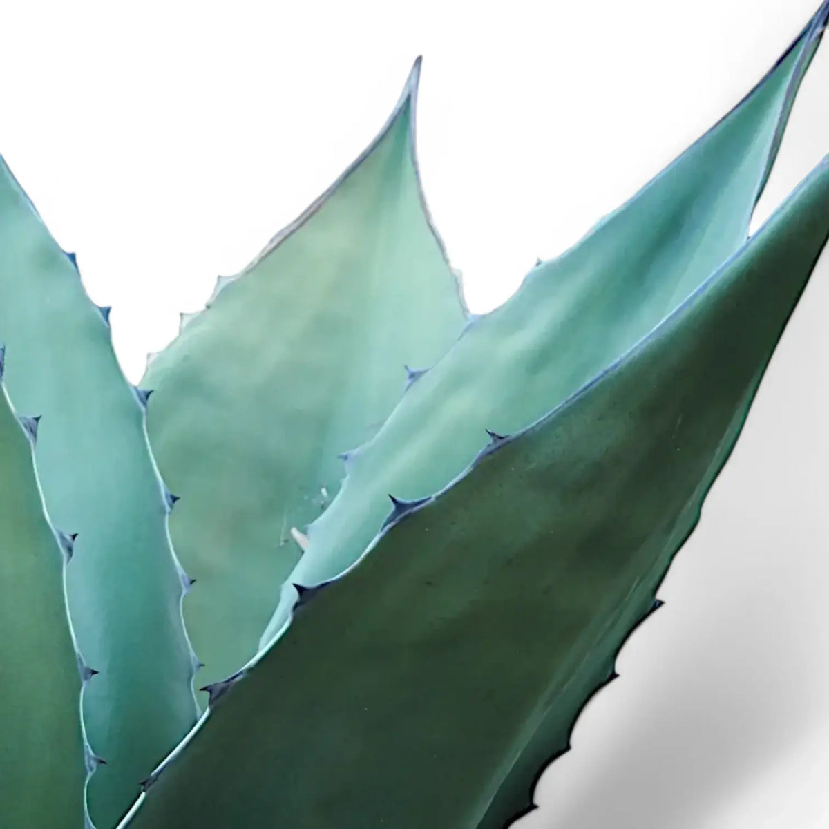 Agave salmiana var. ferox leaf detail on white background.