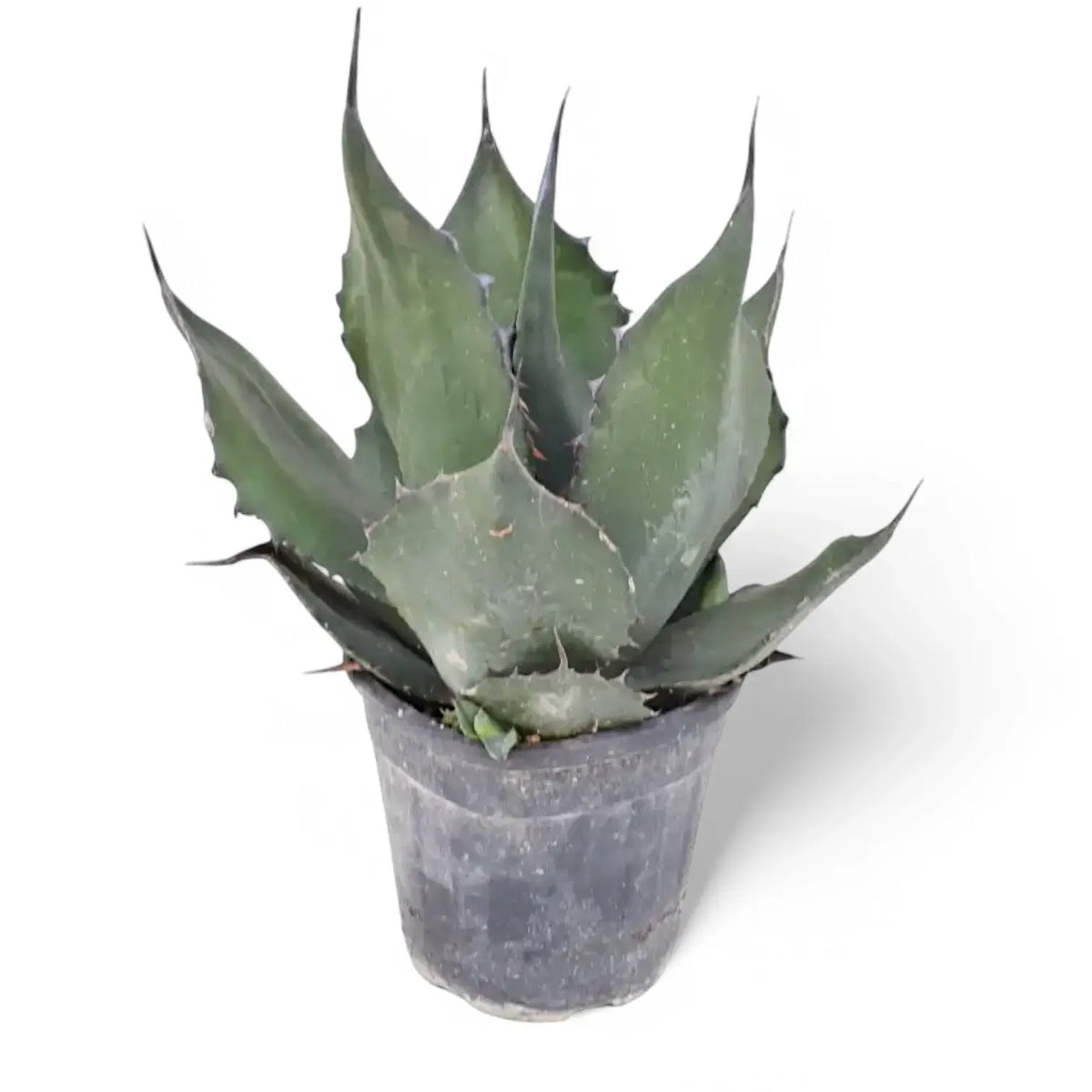 Agave salmiana var. ferox potted plant in nursery pot on white background.