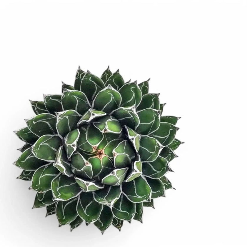 Agave victoriae-reginae close-up of leaf on white background.