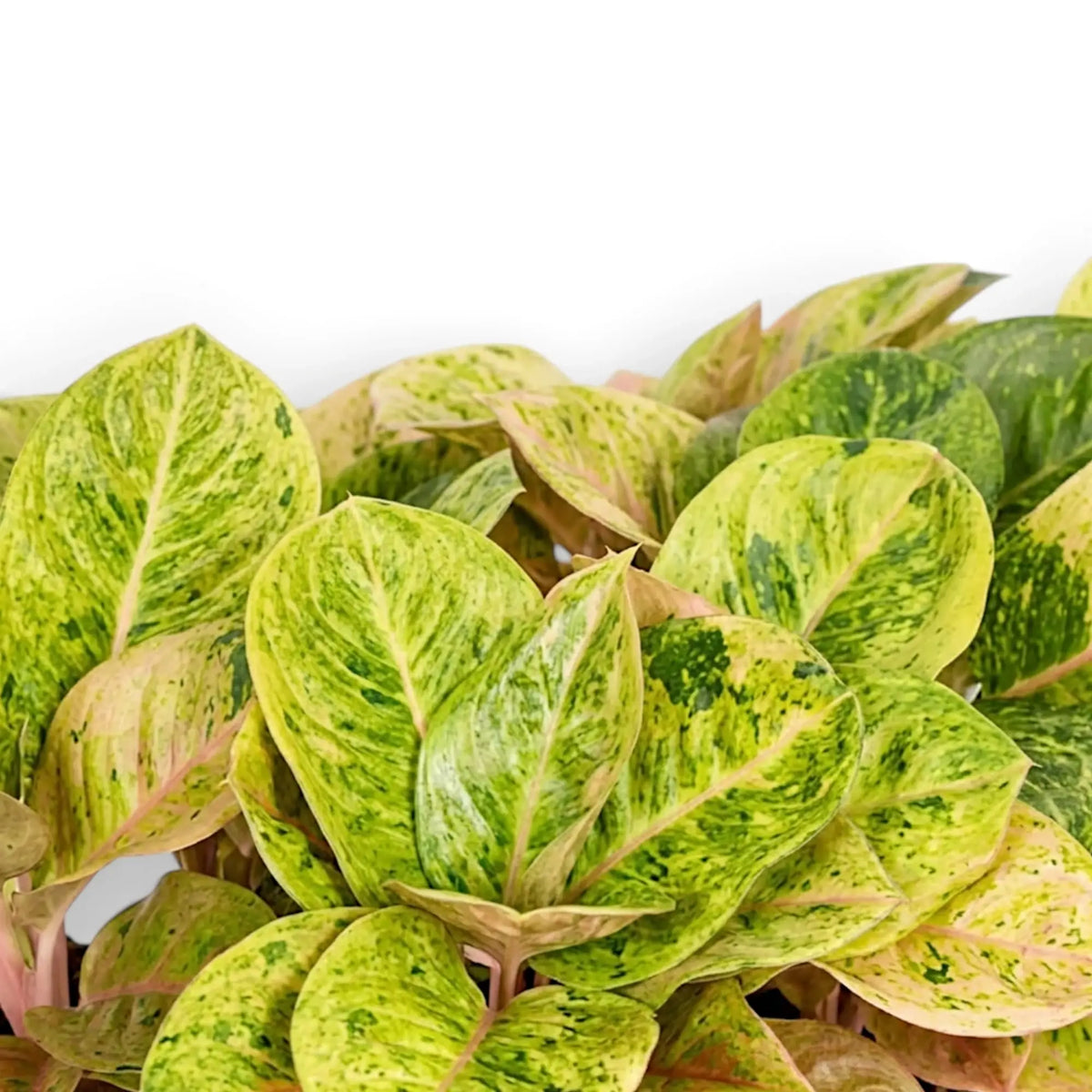 Detail of Aglaonema 'Apple Fantasy' foliage with cream flecks and pink central veins