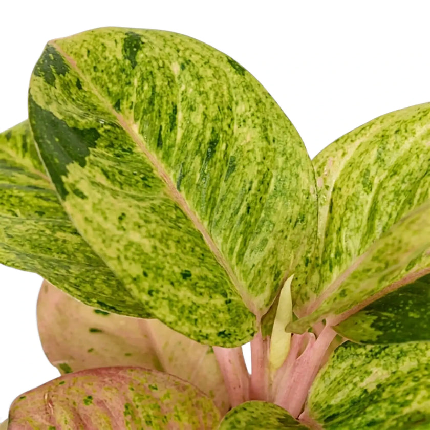Close-up of Aglaonema 'Apple Fantasy' leaves patterned in green, cream and pink