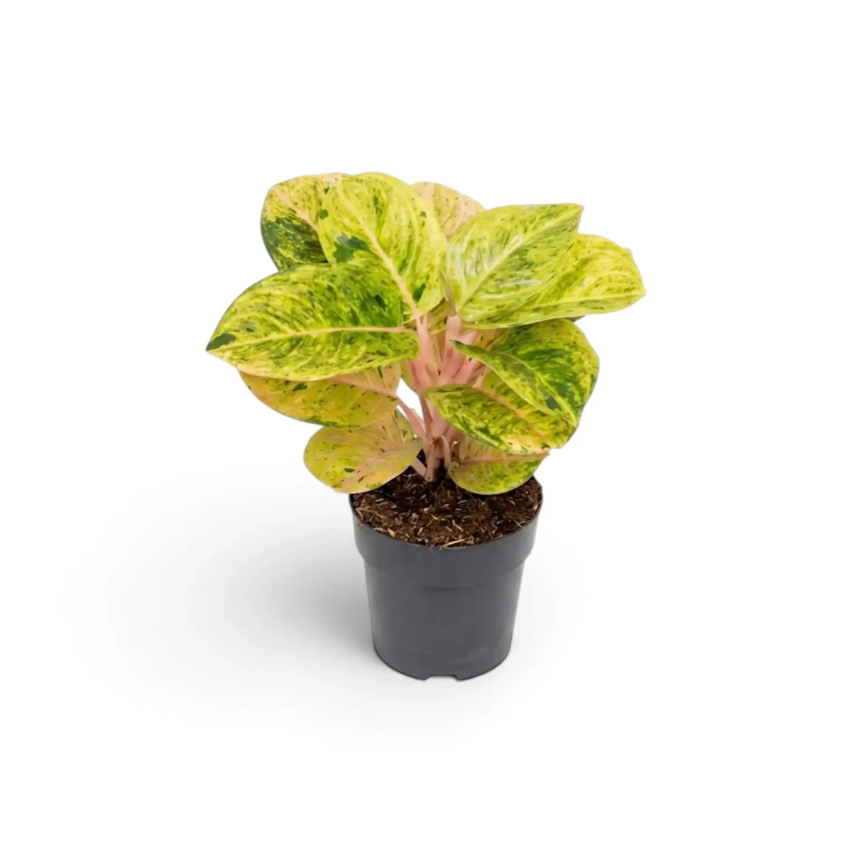 Aglaonema 'Apple Fantasy' with cream-speckled green leaves and soft pink midribs