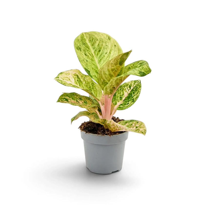 Potted Aglaonema 'Apple Fantasy' with broad pale-green leaves, cream markings and raspberry-pink veins