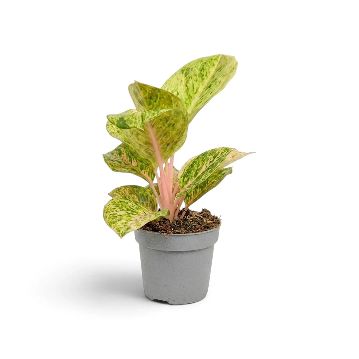 Full view of Aglaonema 'Apple Fantasy' with green foliage, cream flecks and pink central veins