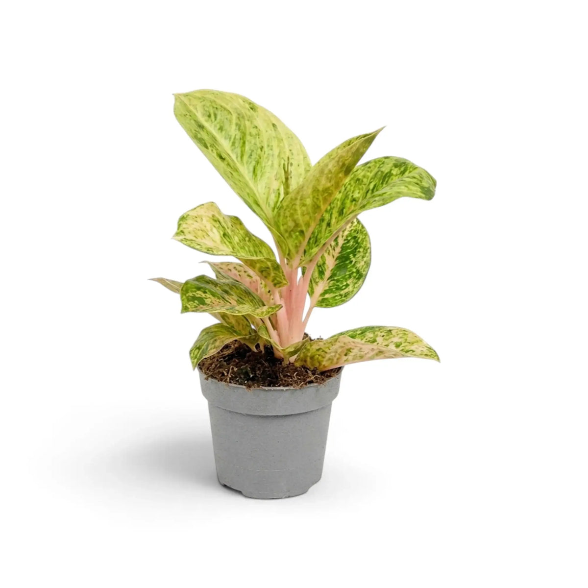 Aglaonema 'Apple Fantasy' with soft green leaves patterned in cream and pink veining