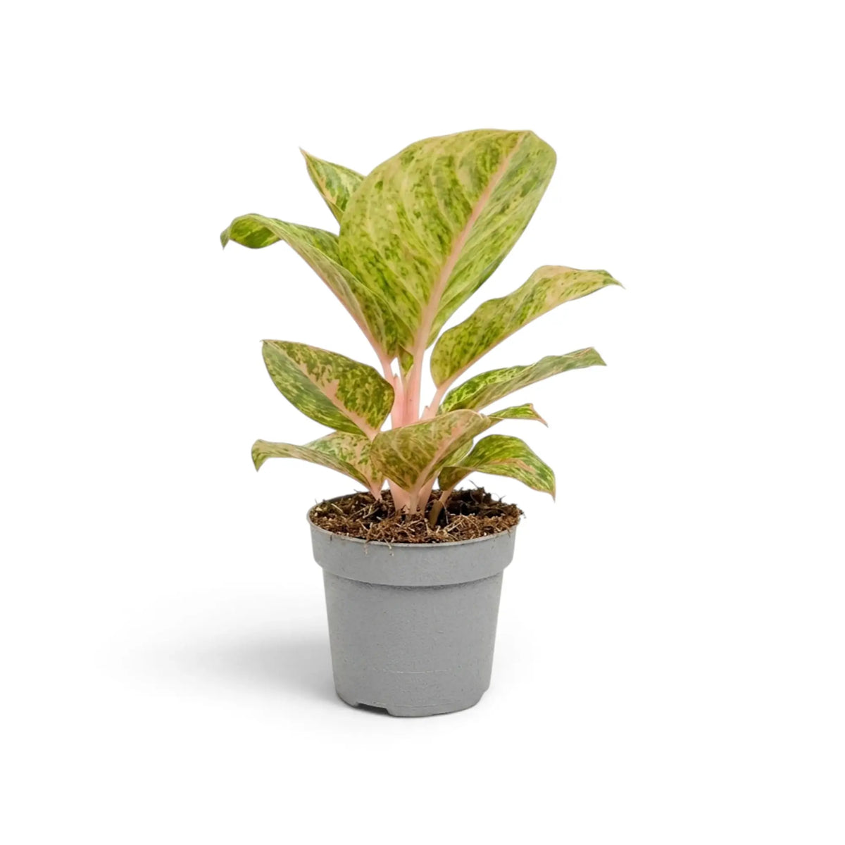 Full view of Aglaonema 'Apple Fantasy' with cream-speckled green leaves and soft pink midribs