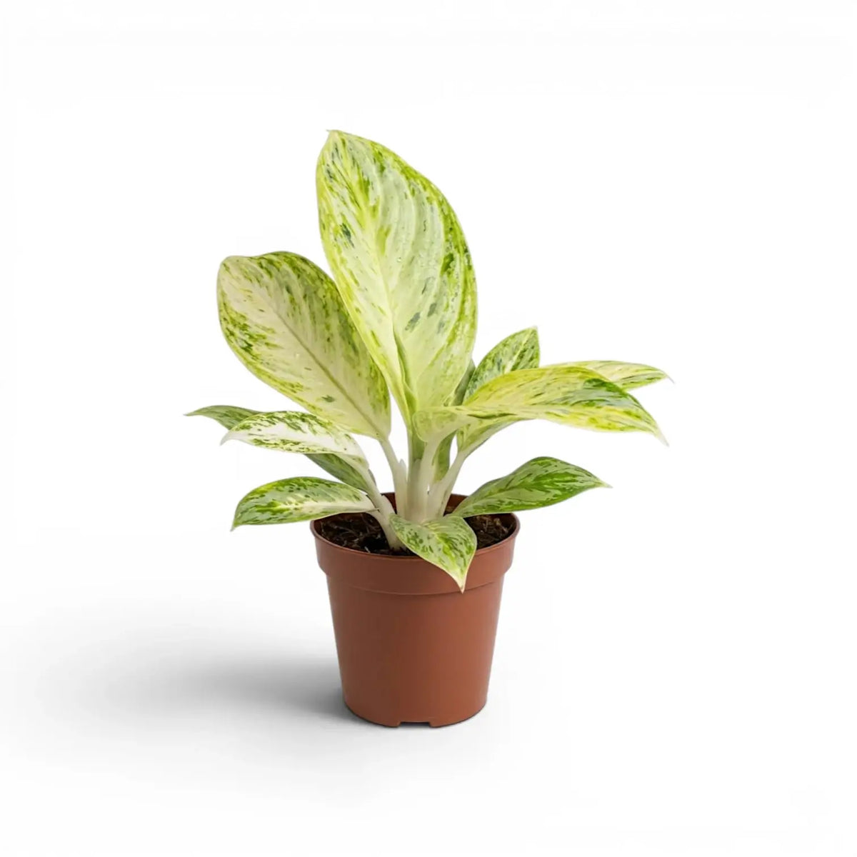 Aglaonema 'Arctic Lime' im Kulturtopf.