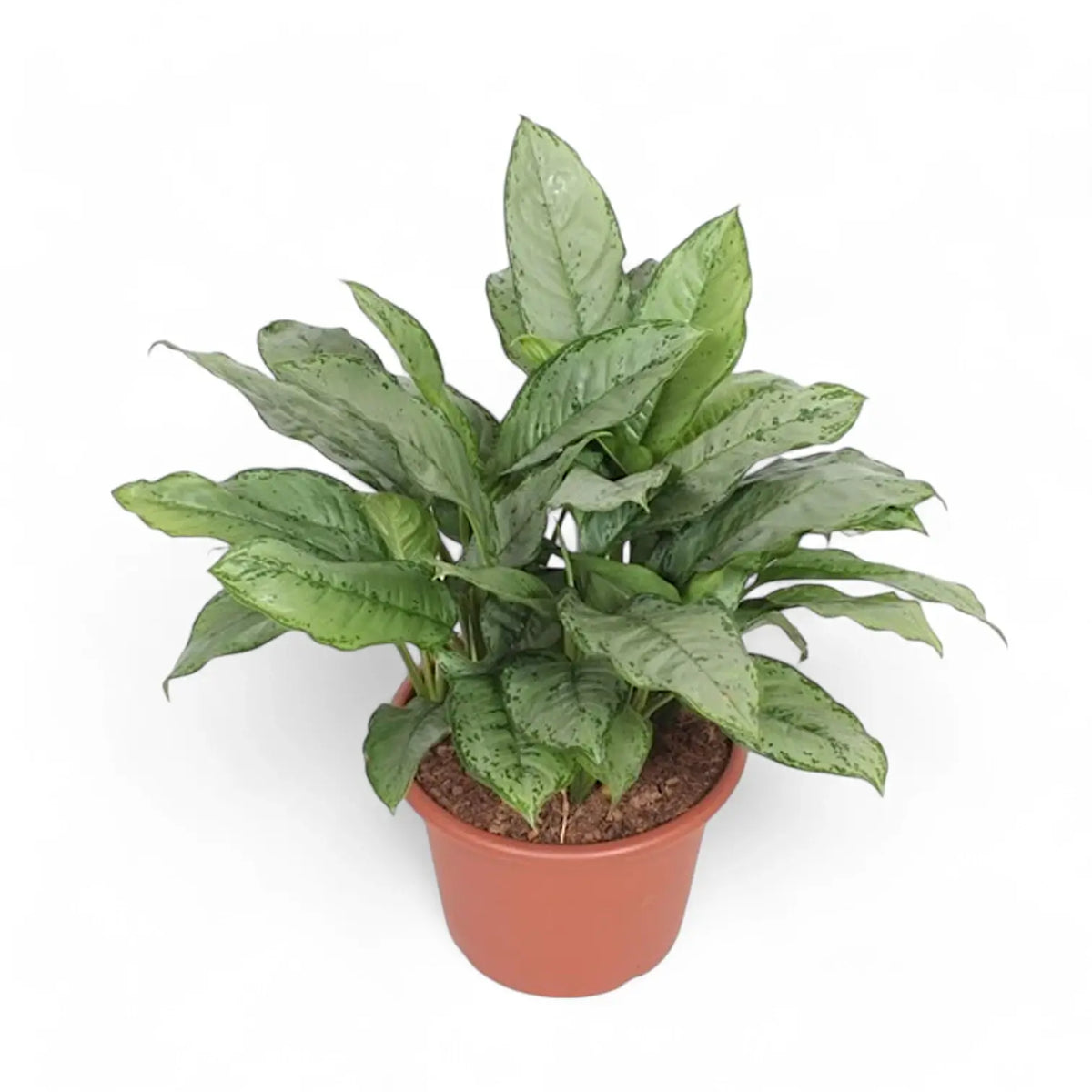 Aglaonema 'B.J. Freedman' Zimmerpflanze im Anzuchttopf vor weißem Hintergrund, Produktfoto 4.