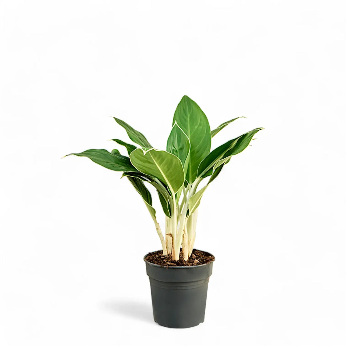 Aglaonema ‘Cintho King’ – Topfpflanze im Kulturtopf vor weißem Hintergrund, Produktfoto 2.