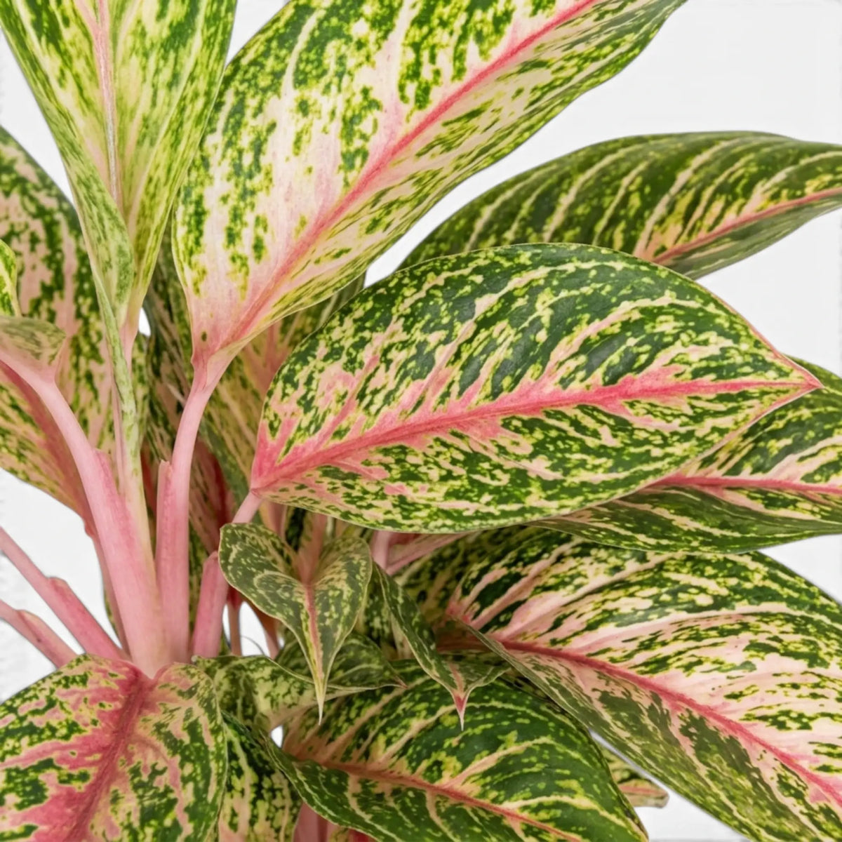 Aglaonema ‘Cocomelon’