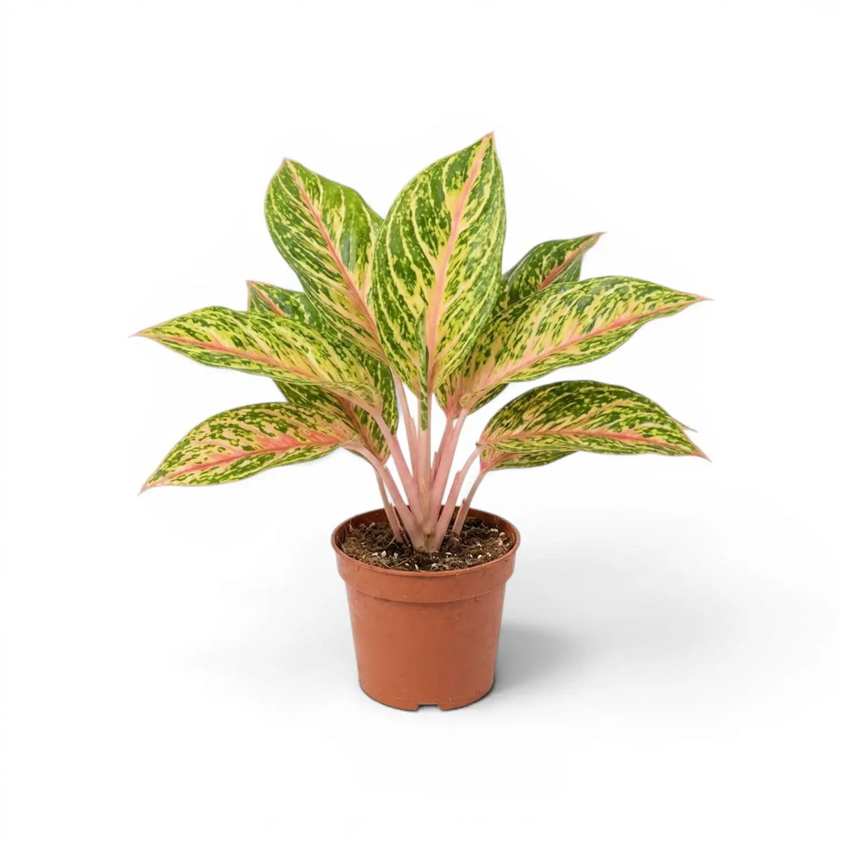 Aglaonema ‘Cocomelon’