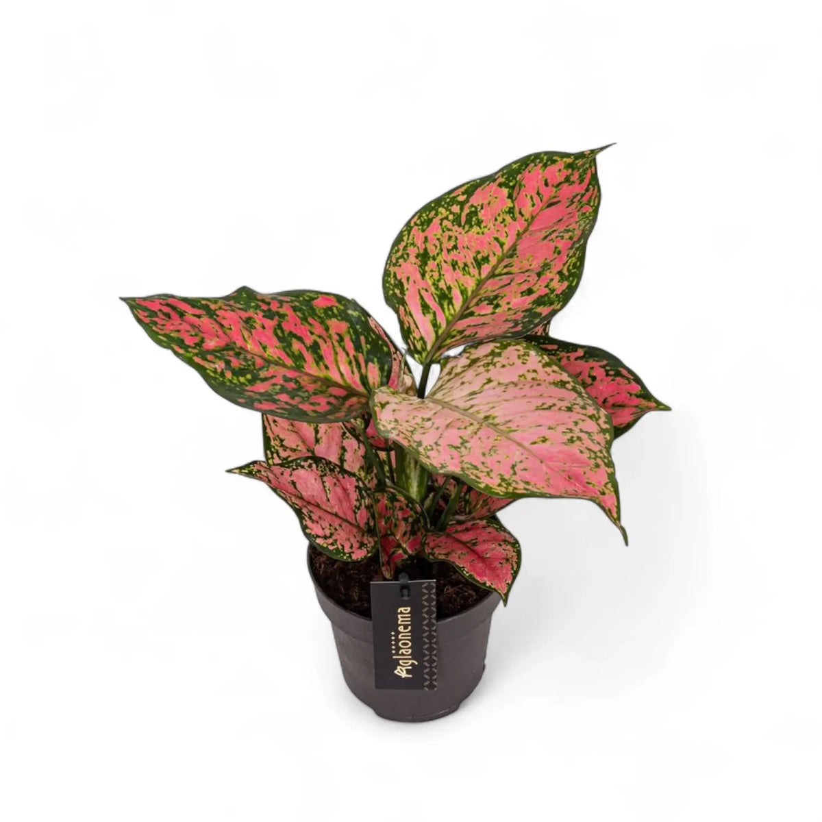 Aglaonema 'Crimson Love' potted plant in nursery pot on white background.