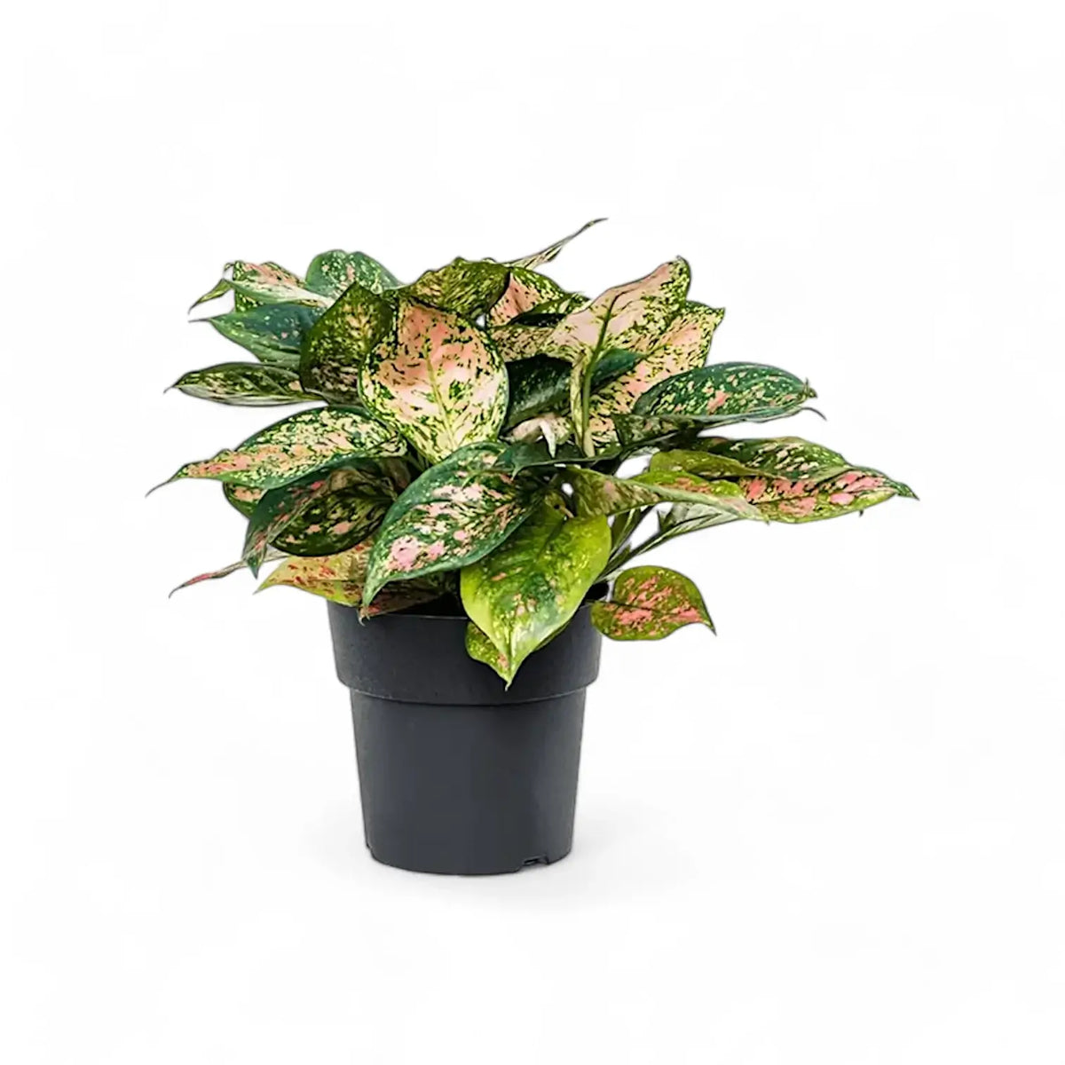 Aglaonema 'Crimson Love' potted plant in nursery pot on white background.
