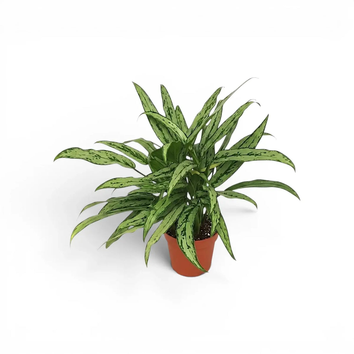 Aglaonema Cutlass plant with narrow green leaves in a nursery pot.