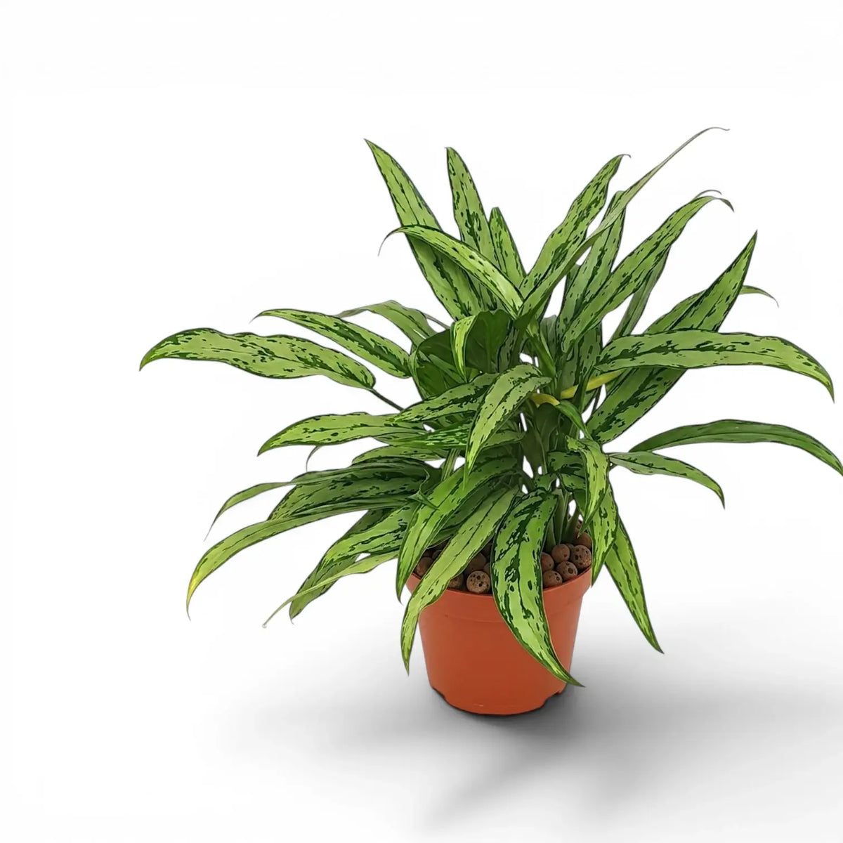Aglaonema Cutlass plant with narrow green leaves in a nursery pot.