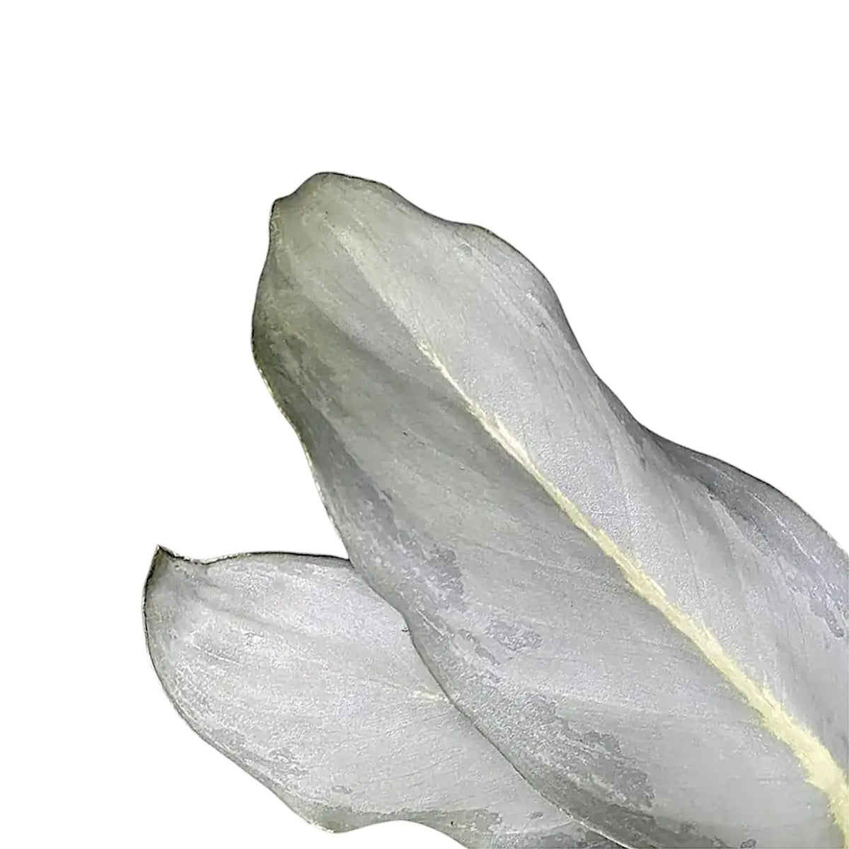 Aglaonema 'Ghost' – Blattdetail vor weißem Hintergrund..