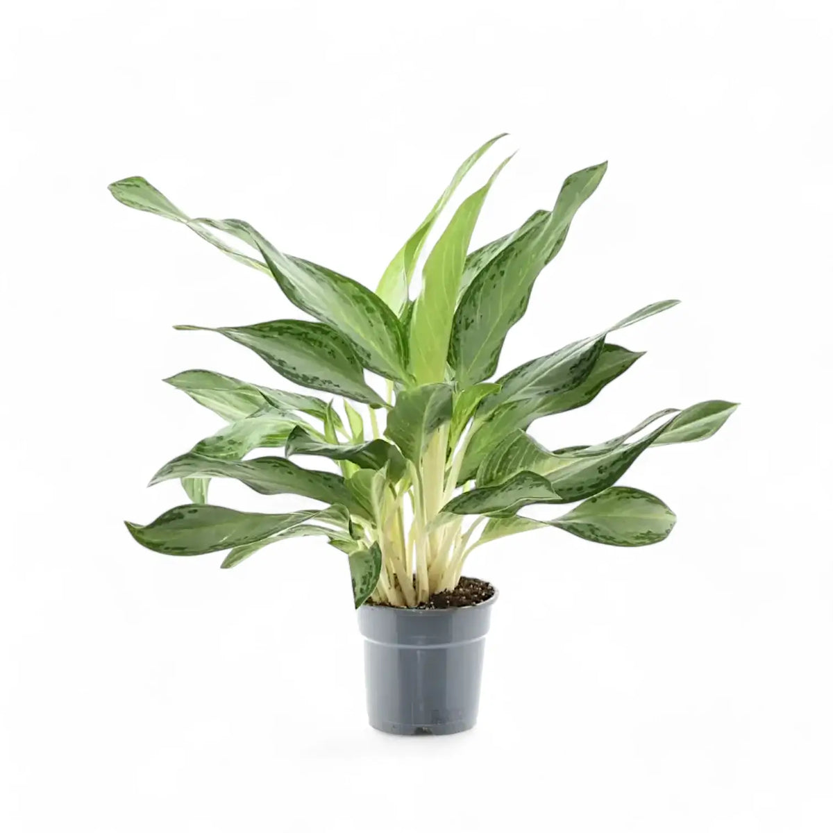 Aglaonema 'Golden Bay' Zimmerpflanze im Anzuchttopf vor weißem Hintergrund, Produktfoto 3.