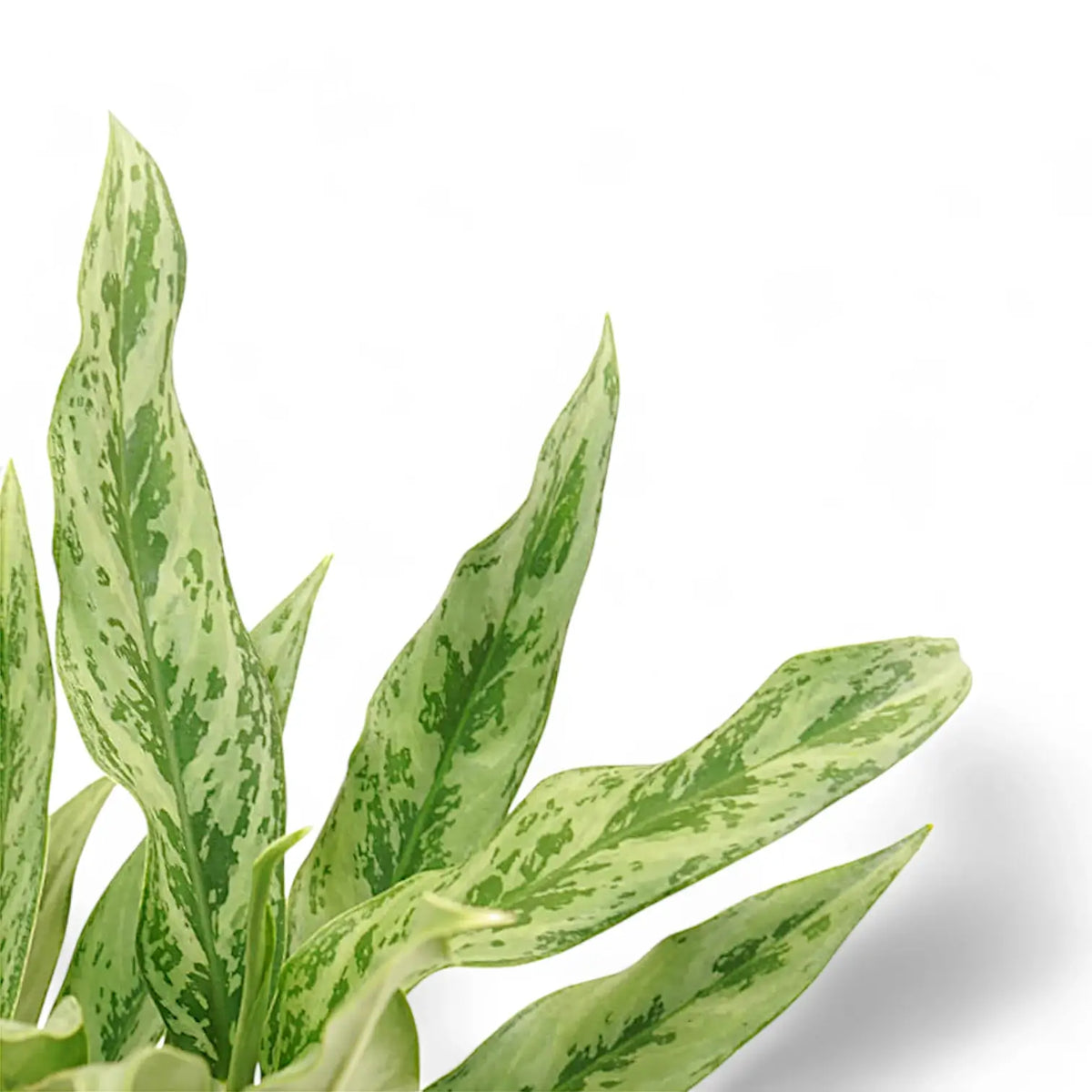 Aglaonema 'Greyhound' leaf detail on white background.