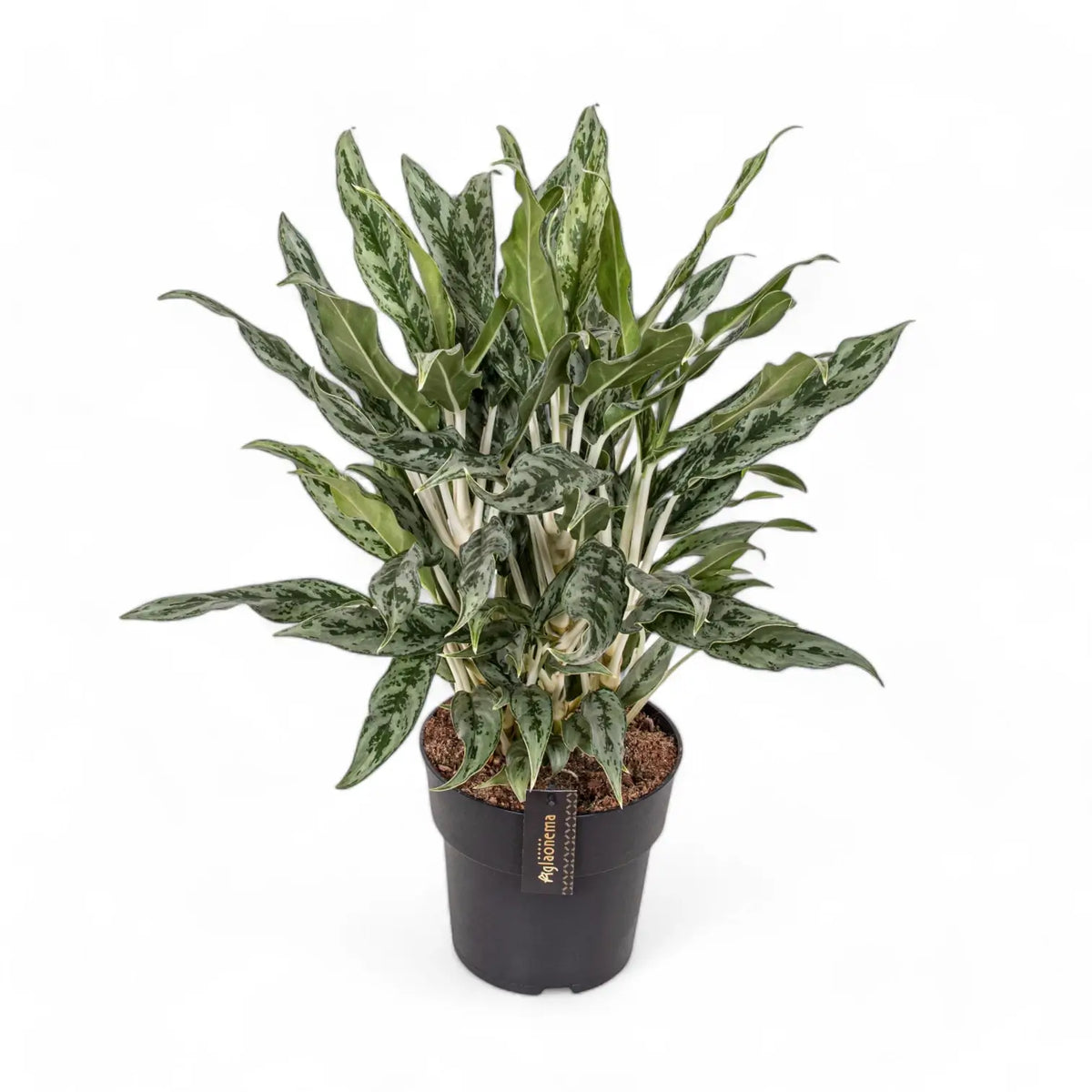 Aglaonema 'Greyhound' potted plant in nursery pot on white background.