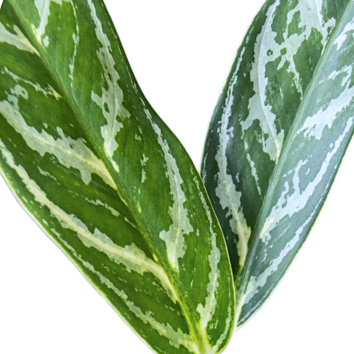 Aglaonema 'Ivy Green' leaf close-up on white background.