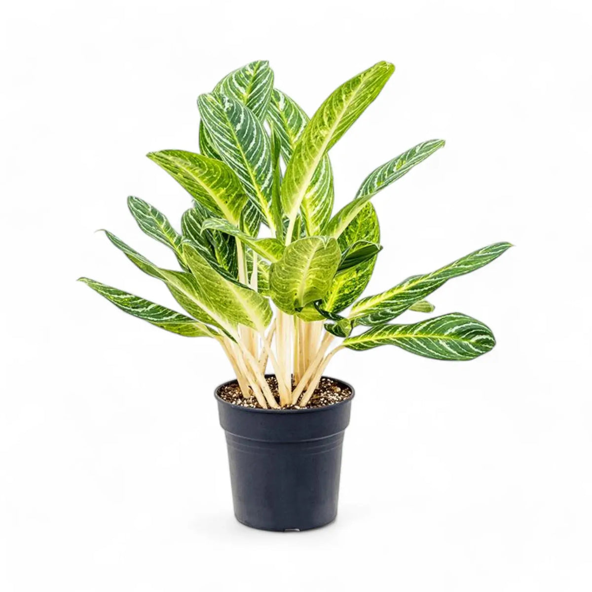 Aglaonema 'Key Lime' potted plant in nursery pot on white background.