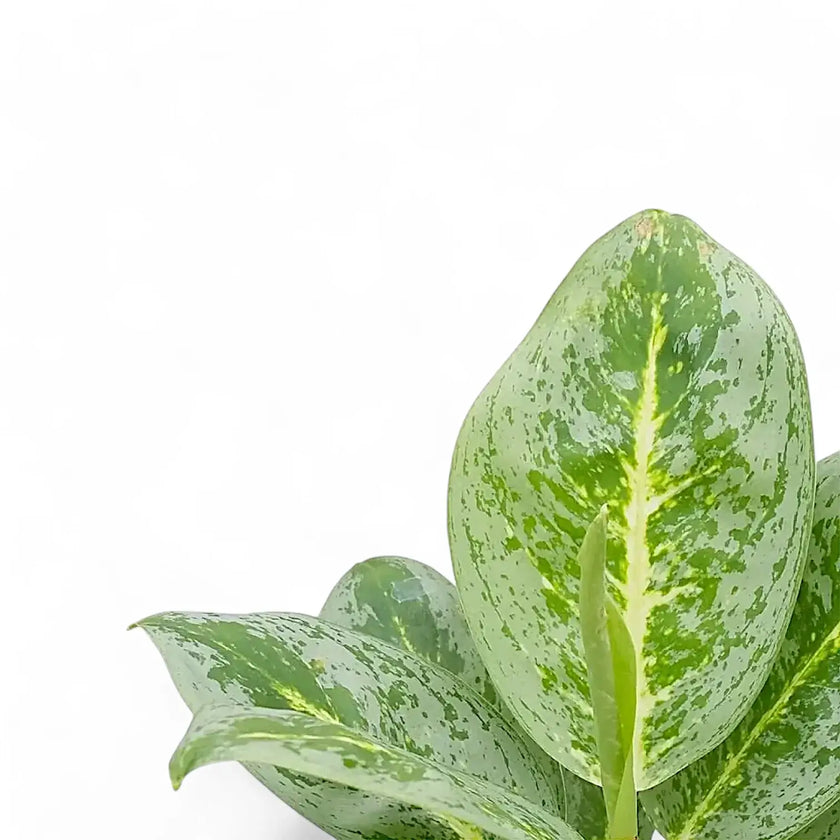 Aglaonema 'Lemon Mint' – Blattdetail vor weißem Hintergrund..
