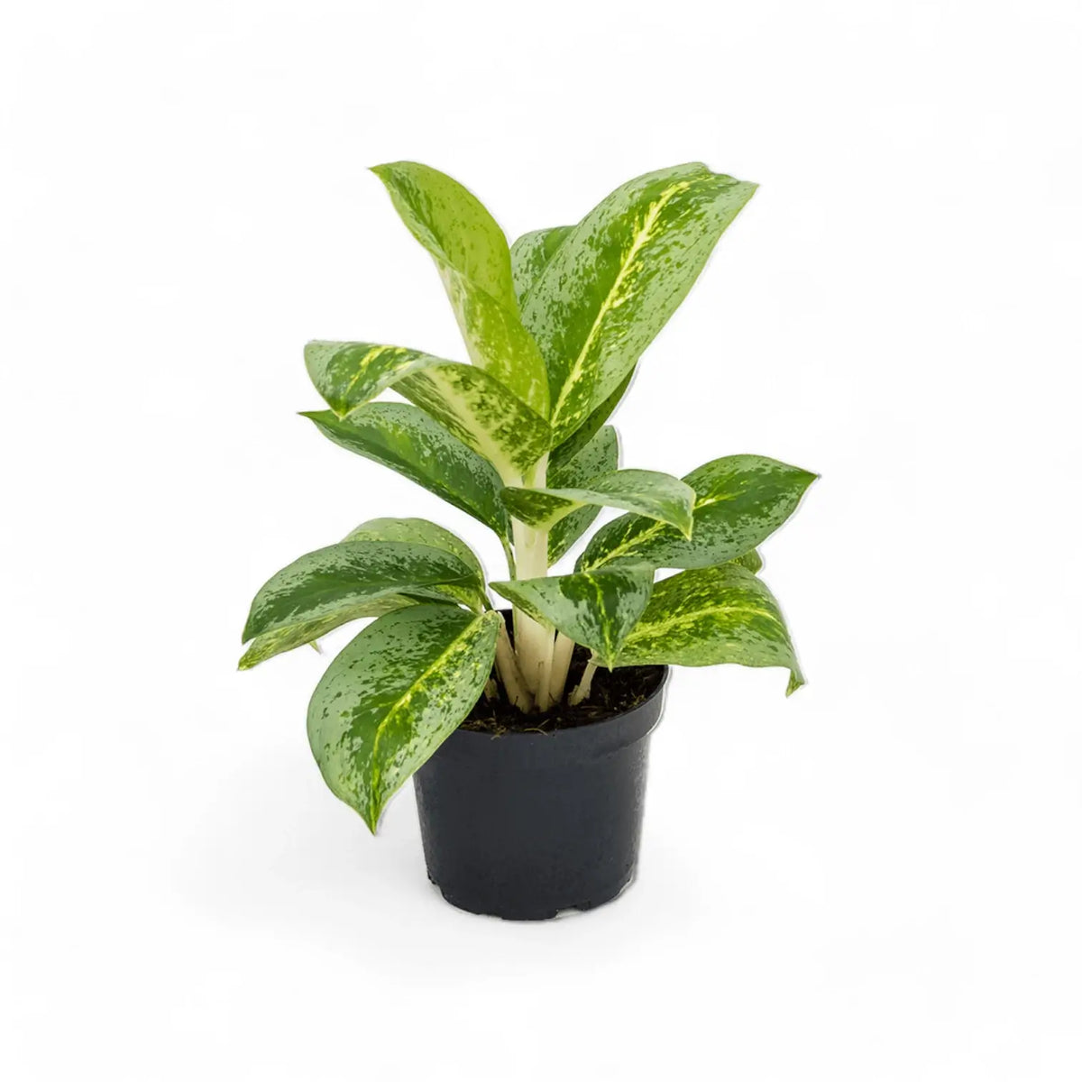 Aglaonema 'Lemon Mint' Zimmerpflanze im Anzuchttopf vor weißem Hintergrund, Produktfoto 2.