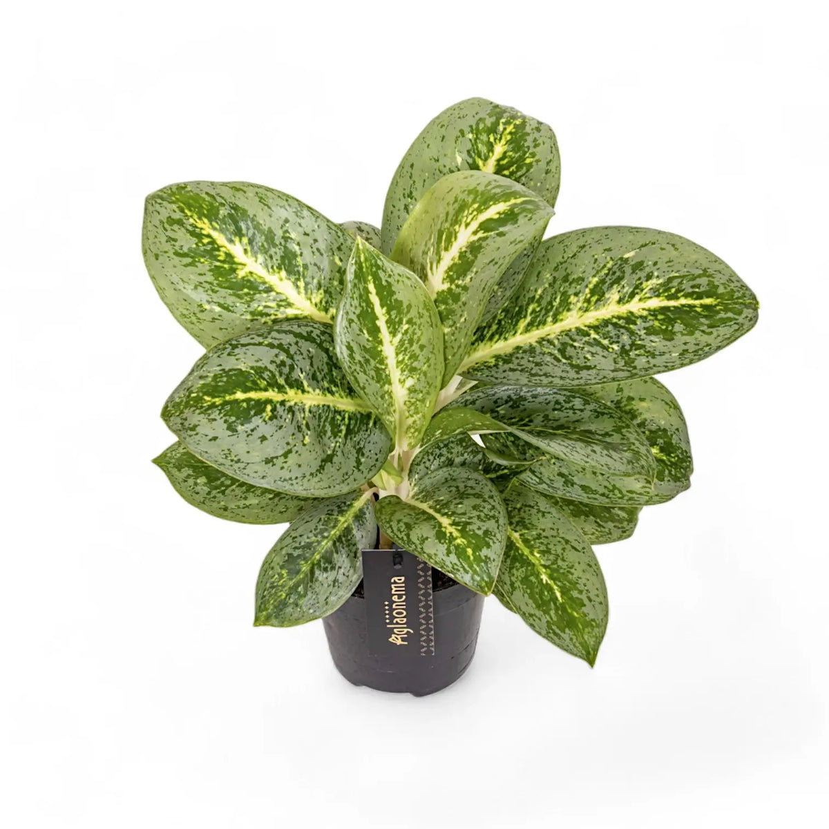 Aglaonema 'Lemon Mint' Zimmerpflanze im Anzuchttopf vor weißem Hintergrund, Produktfoto 5.
