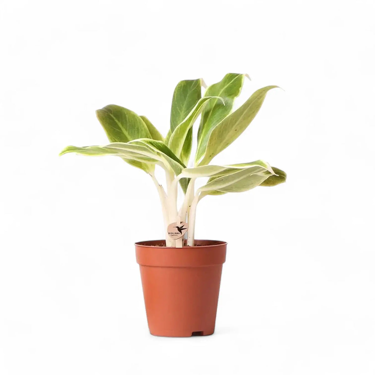 Aglaonema 'Lipstick Green' potted plant in nursery pot on white background.