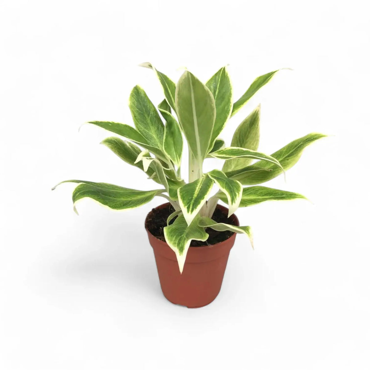 Aglaonema 'Lipstick Green' potted plant in nursery pot on white background.