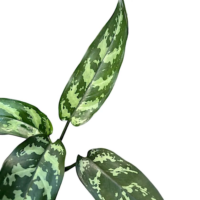 Aglaonema 'Maria' close-up of leaf on white background.