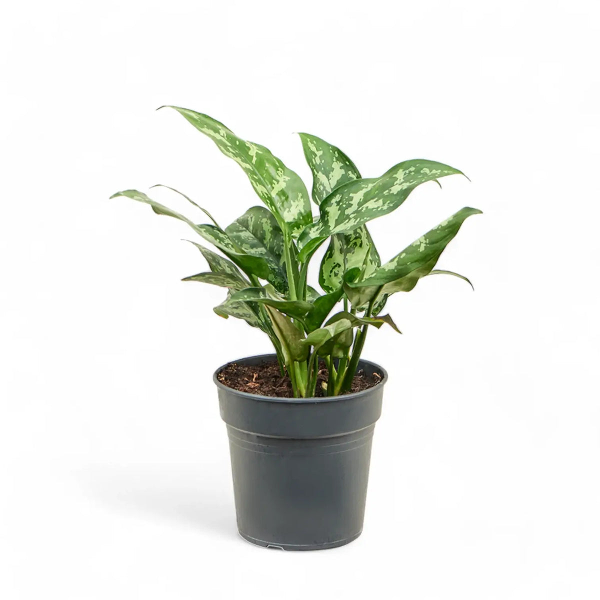 Aglaonema 'Maria' – Topfpflanze im Kulturtopf vor weißem Hintergrund, Produktfoto 2.