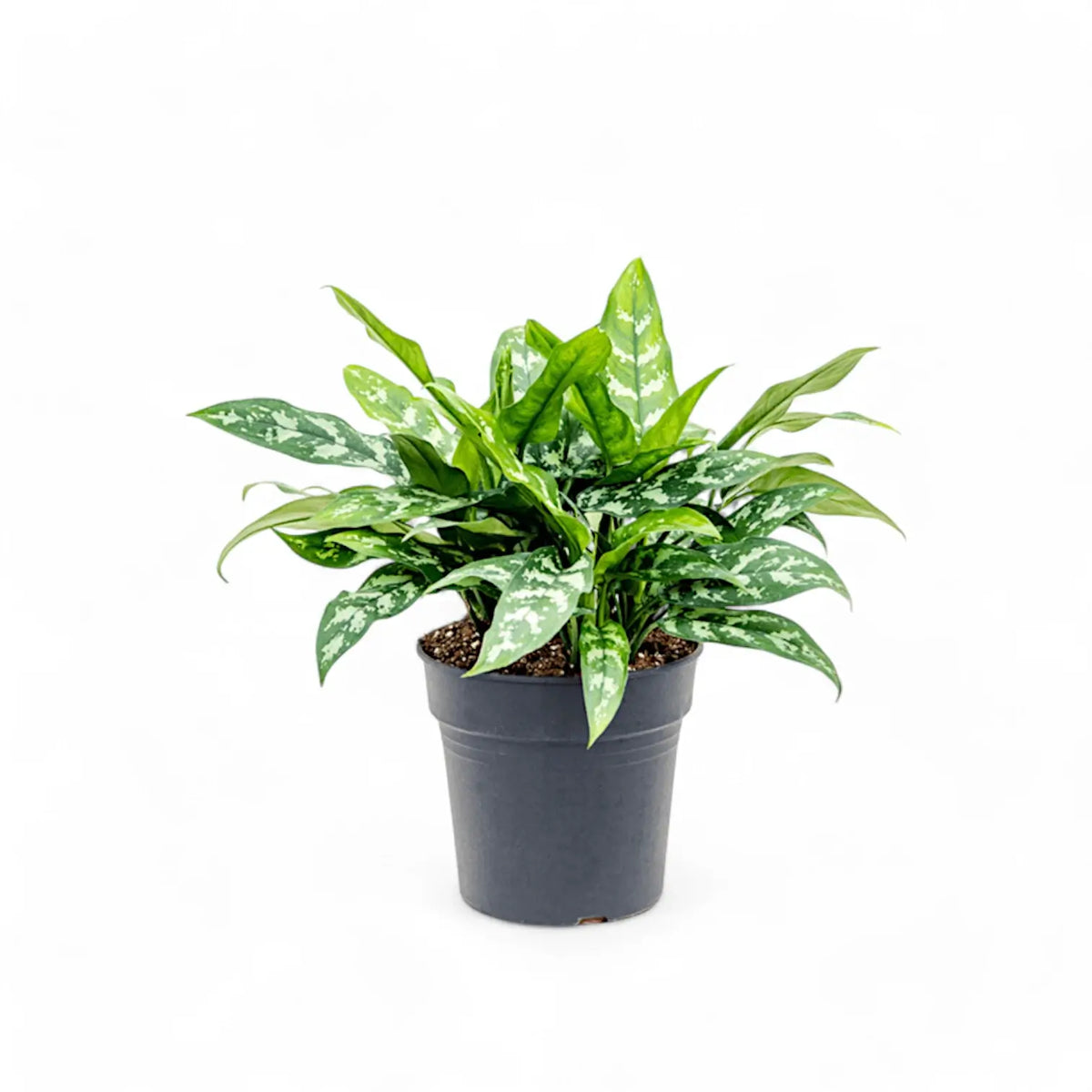 Aglaonema 'Maria' – Topfpflanze im Kulturtopf vor weißem Hintergrund, Produktfoto 6.