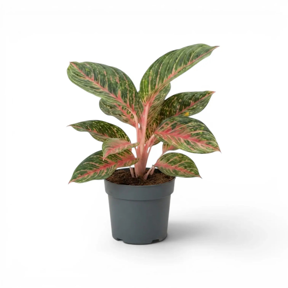 Aglaonema ‘Olive Red’ mit tiefgrünen Blättern und rosa Mittelrippen in einem grauen Kulturtopf.