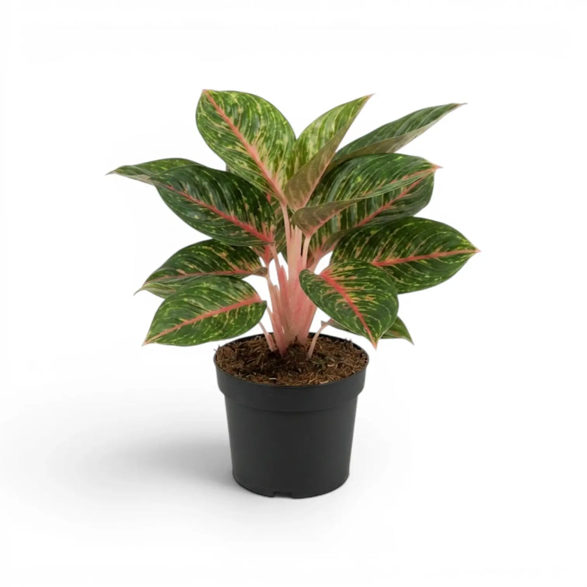 Aglaonema ‘Olive Red’ mit rosa Stielen und gelb gesprenkelten grünen Blättern in einem schwarzen Kulturtopf.
