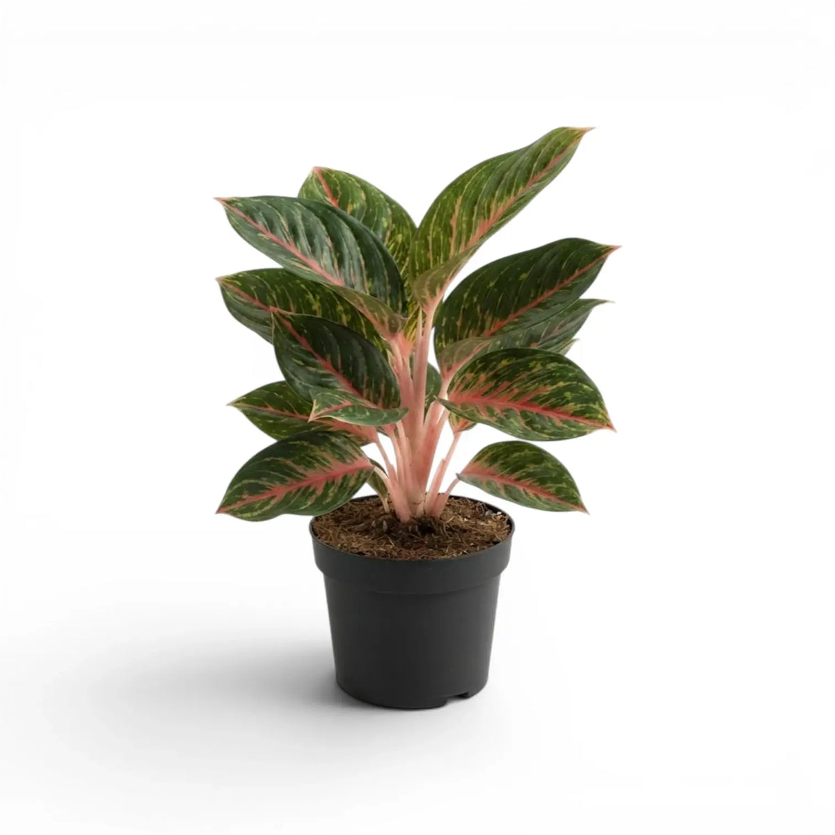 Aglaonema ‘Olive Red’ mit dichten grünen Blättern, rosa Adern und heller Sprenkelung in einem schwarzen Kulturtopf.