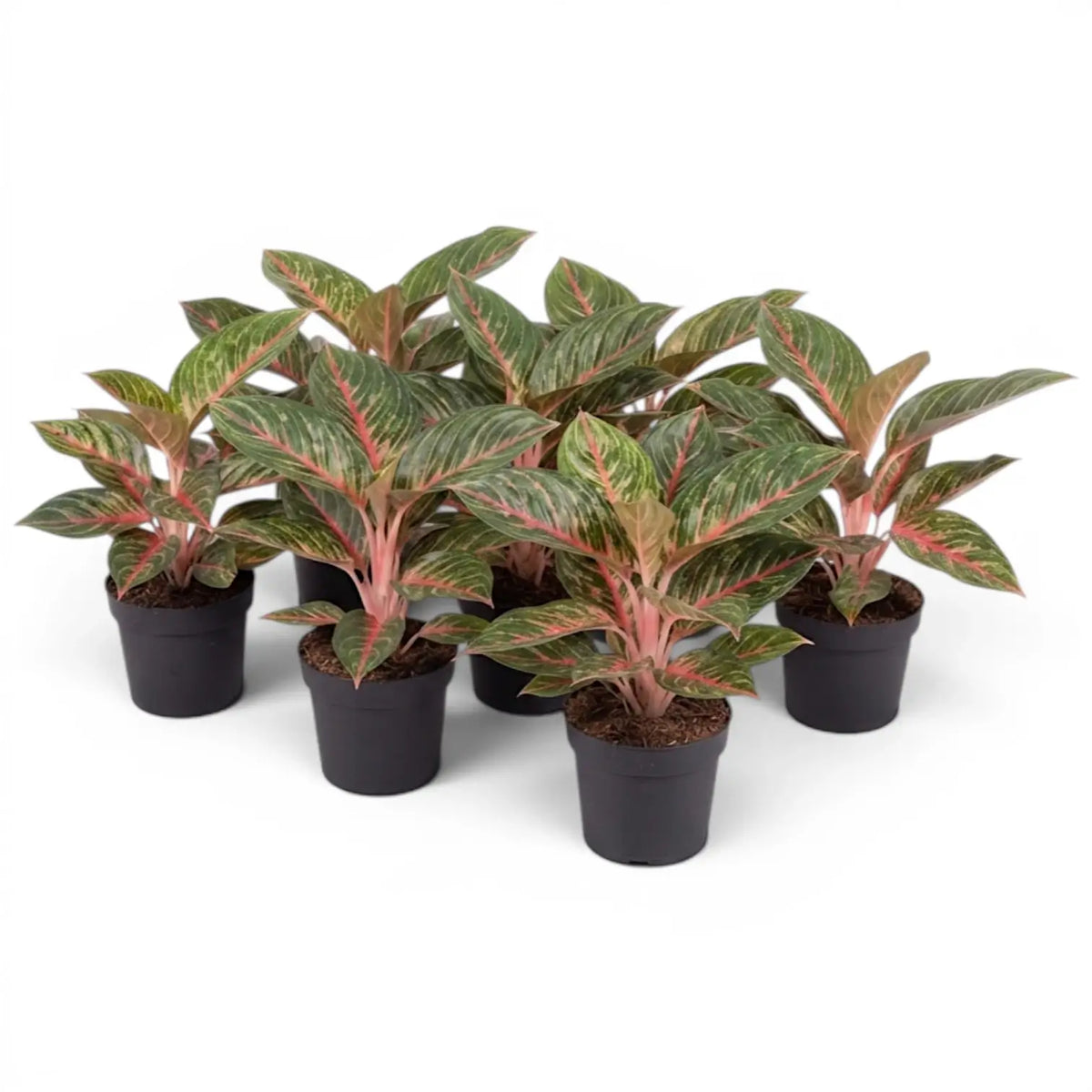 Gruppe aus Aglaonema ‘Olive Red’ mit grün-rosa Blättern in schwarzen Kulturtöpfen.