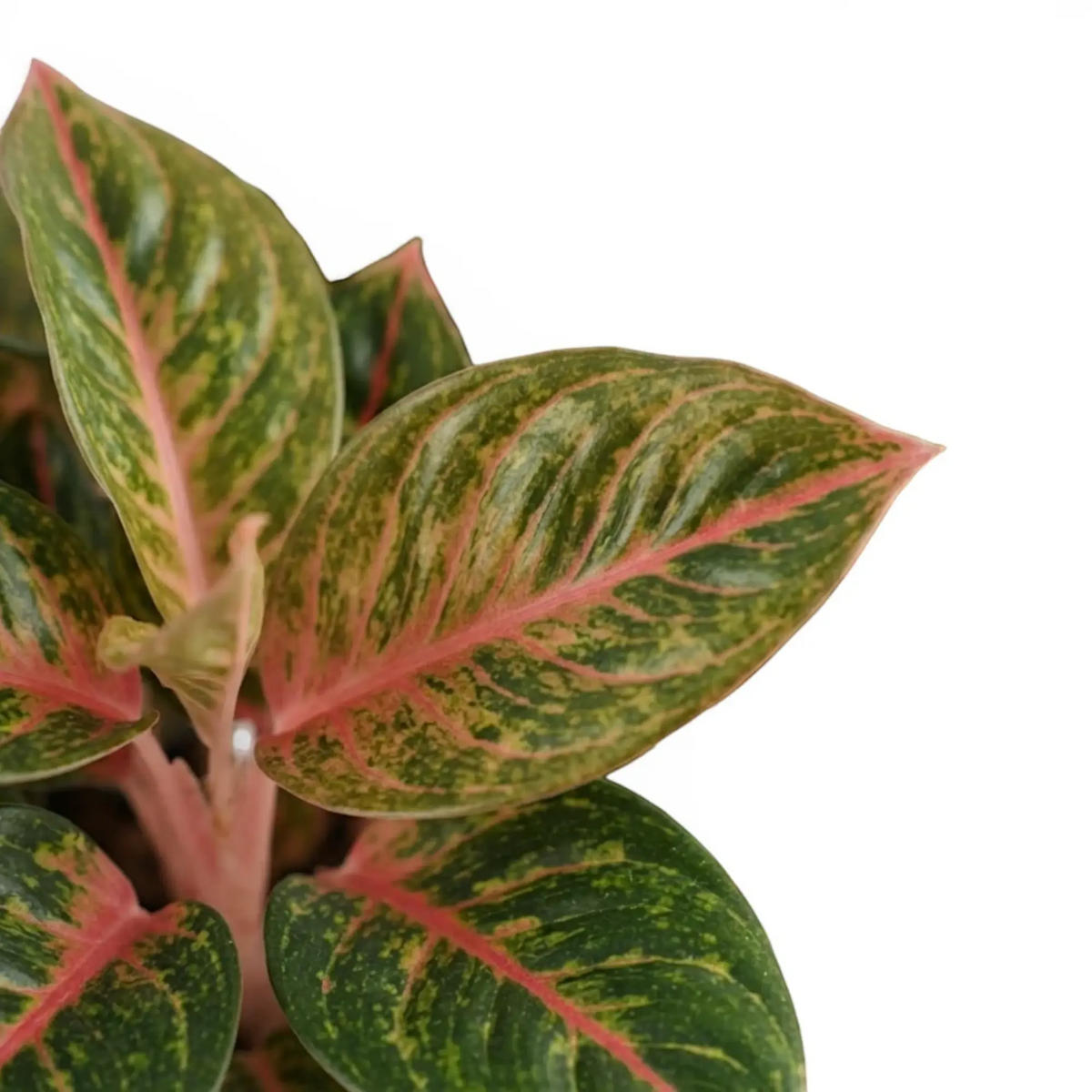 Blätter von Aglaonema ‘Olive Red’ mit gelbgrünen Sprenkeln, rosa Mittelrippen und hellrosa Stielen.